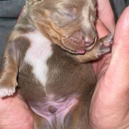 Dachshund Puppies from ESK’s River Valley Mini Doxies