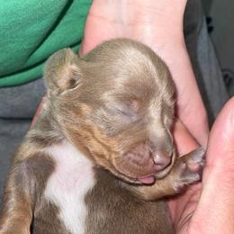 Dachshund Puppies from ESK’s River Valley Mini Doxies