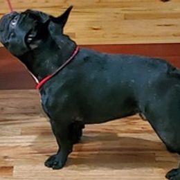 French Bulldogs from Vicky Hyatt
