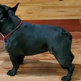 French Bulldogs from Vicky Hyatt