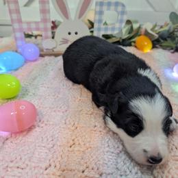 Bunny - Black and white female Border Collie puppy in Fallon, Nevada from Royal R Ranch