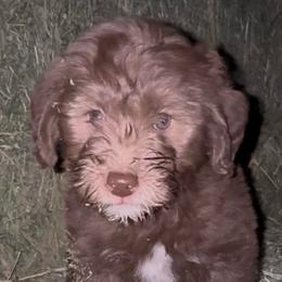 Percy - Chocolate male Labradoodle puppy in Churchill County Fallon, Nevada from Card Family Ranch