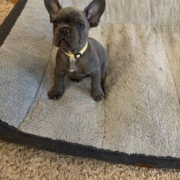 Yellow - Blue male French Bulldog puppy in Rawlins, Wyoming from Wyo frenchies