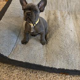 Yellow - Blue male French Bulldog puppy in Rawlins, Wyoming from Wyo frenchies