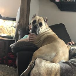 Nolla - Cane Corso