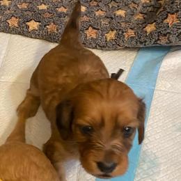 Duffy soft wire hair - Red male Dachshund puppy in Elizabethtown, Kentucky from Teeny Tiny Puppy Tails