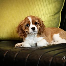 Cavalier King Charles Spaniel and Dalmatian Puppies from Cadence Hall