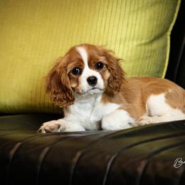 Cavalier King Charles Spaniel and Dalmatian Puppies from Cadence Hall