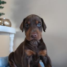Black Boy - Doberman Pinscher puppy from GFDutton Retrievers & Dalla Grazia Dobermans