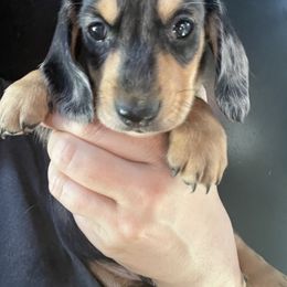 Gabriel Boy 1 - Dapple male Dachshund puppy in Bigfork, Minnesota from Dachshunds Up North