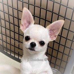 Toby - Chihuahua