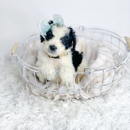 Bernedoodle, Cockapoo, and Goldendoodle Puppies from Danie’s Darling Doodles LLC