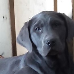 Dilute Retrievers and Labrador Retrievers from GT Labradors