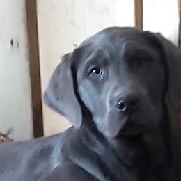 Dilute Retrievers and Labrador Retrievers from GT Labradors