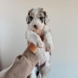 Paul - Blue merle and white male Sheepadoodle puppy in Wabash, Indiana from DOODCompany