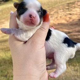 Biewer Terrier Puppies from Petit Bijou
