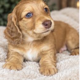 Copper - Dapple male Dachshund puppy in Mountainburg, Arkansas from Farm House miniatures