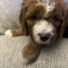 Boy 3 - Red male Cavapoo puppy in Youngsville, North Carolina from Blackberry Hill Doodles