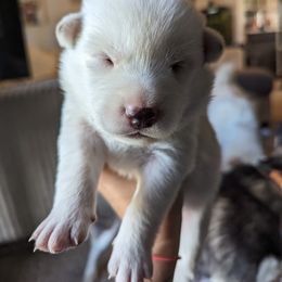 Pomsky Puppies from Valparaiso Pomskys