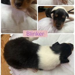 Collie Puppies from DJ Critter Cove