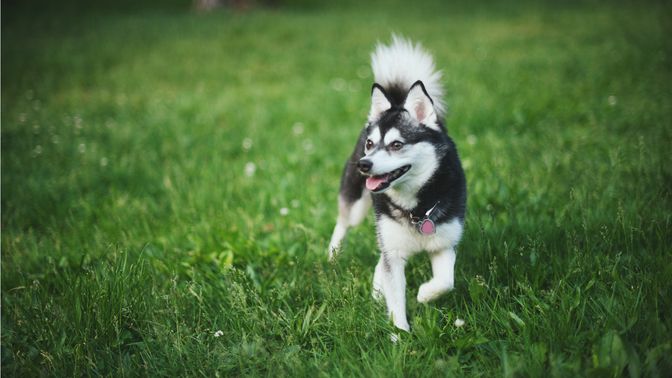Alaskan Klee Kai