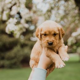 Golden Retriever Puppies from Rocky Mountain Field Goldens
