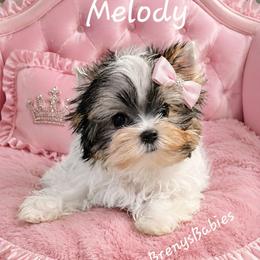 Melody 4000 - Parti female Yorkshire Terrier puppy in Michigan from Breny