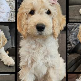 Cockapoos and Goldendoodles from Meghan McKay