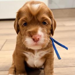 Makai - Caramel red male Australian Labradoodle puppy in Alamo, Texas from QuiSal Labradoodles