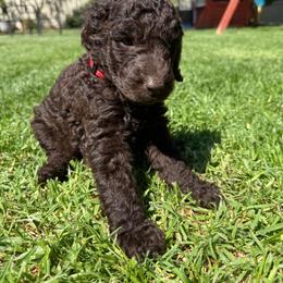 Red - Chocolate male Labradoodle puppy in Chula Vista, California from Coastal Cocoa Labradoodle