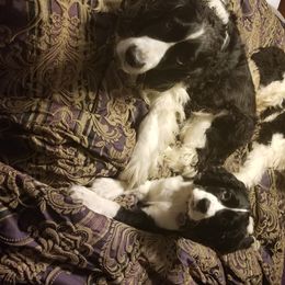 English Springer Spaniels from Amethyst Springers