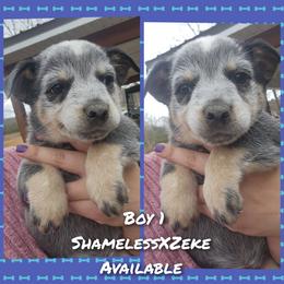 Boy 1 - Blue male Australian Cattle Dog puppy in Bradford, Arkansas from Cedar Rock Heelers and Kelpies