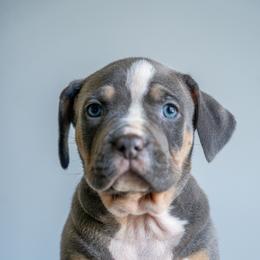 Spain - Blue tri-color female American Bully puppy in Frederick, Maryland from EastSideMarky