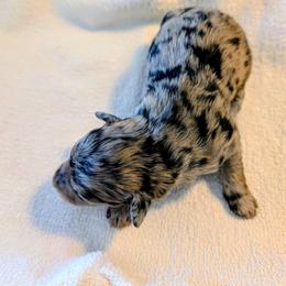 Girl 2 - Blue merle female Aussiedoodle puppy in Sparta, Missouri from Sis' Doodles & Poodles