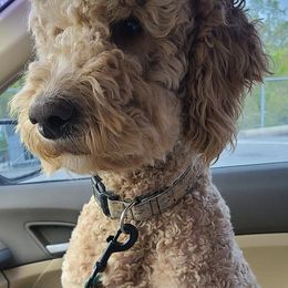 Goldendoodles from Stellar Skys