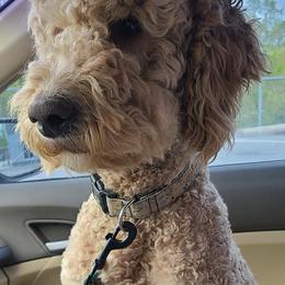 Goldendoodles from Stellar Skys