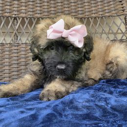 AKC Bri - Fawn female Bouvier des Flandres puppy in Marionville, Missouri from Sandbox Puppies