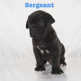Cane Corso Puppies from Prestigious K9