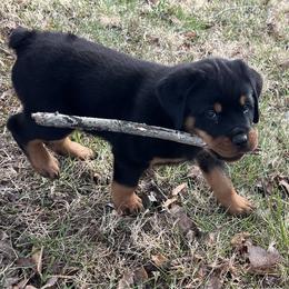 Rottweiler Puppies from Vom Arnold-Hause Rottweilers