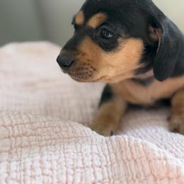 Female price is 2,000 - Black female Dachshund puppy in Temecula, California from Odie and Ollie the Weiners