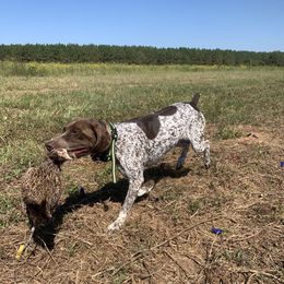 French Bulldogs and German Shorthaired Pointers from Auburn Kennels