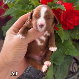 AJ - Red male Cavapoo puppy in Salt Lake City, Utah from SunnySide Mini Doodles