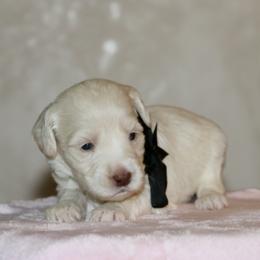 Black - Caramel cream female Australian Labradoodle puppy in Milton, North Carolina from Good Day Doodles