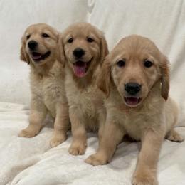 Golden Retriever puppies from PureGolden4ever