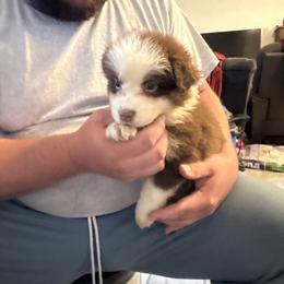 Green collar - Red tri-color male Australian Shepherd puppy in Defuniak Springs, Florida from Blue Cypress Stock dogs