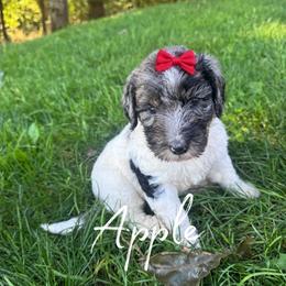 Apple - Merle female Bernedoodle puppy in Julian, Pennsylvania from Happy Valley Doodles