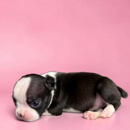 AKC Pearl - Black and white female Boston Terrier puppy in Galena, Kansas from RottNBostons