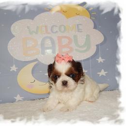 Poppy-AKC - Brindle and white female Shih Tzu puppy in Lawrenceburg, Tn, Tennessee from Shedd's Shih Tzus