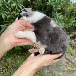 Boy 2 - Blue merle male Border Collie puppy in Foley, Alabama from Bama Border Collies