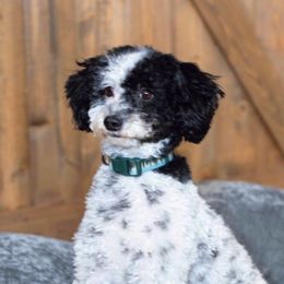 Bridger - Goldendoodle